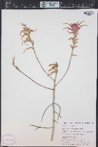 Castilleja linariifolia image