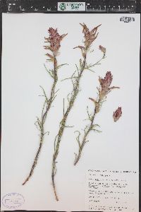 Castilleja linariifolia image