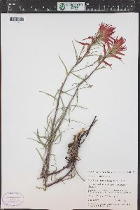 Castilleja linariifolia image