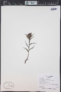 Castilleja occidentalis image