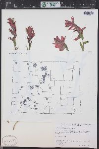 Castilleja rhexiifolia image