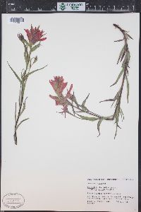 Castilleja rhexiifolia image