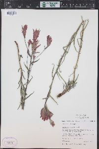 Castilleja rhexiifolia image