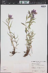 Castilleja rhexiifolia image