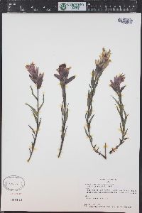 Castilleja rhexiifolia image