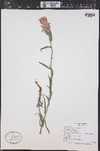 Castilleja rhexiifolia image