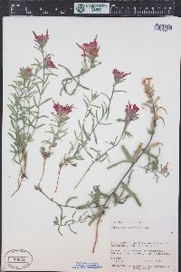 Castilleja scabrida image