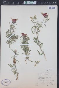 Castilleja scabrida image