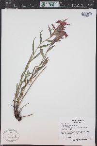 Castilleja rhexiifolia image