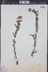 Castilleja rhexiifolia image