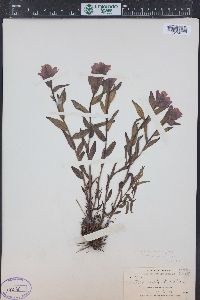 Castilleja rhexiifolia image