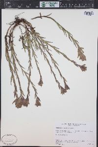 Castilleja sulphurea image