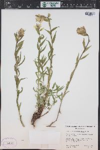 Castilleja sulphurea image