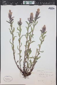 Castilleja sulphurea image