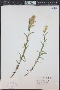 Castilleja sulphurea image