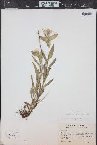 Castilleja sulphurea image