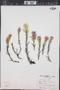 Castilleja sulphurea image