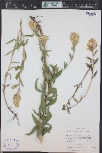 Castilleja sulphurea image