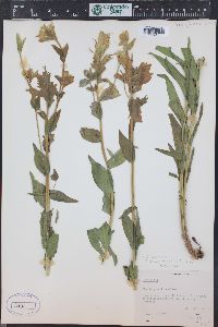 Castilleja sulphurea image