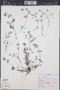 Collinsia parviflora image