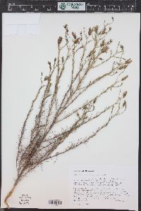 Cordylanthus wrightii image