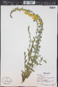 Linaria dalmatica image