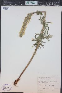 Pedicularis bracteosa var. paysoniana image