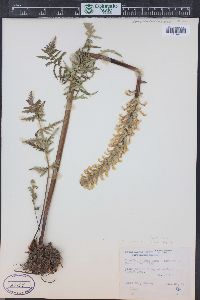 Pedicularis bracteosa image