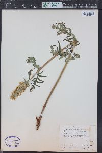 Pedicularis bracteosa image