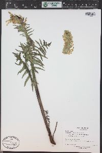 Pedicularis bracteosa var. paysoniana image