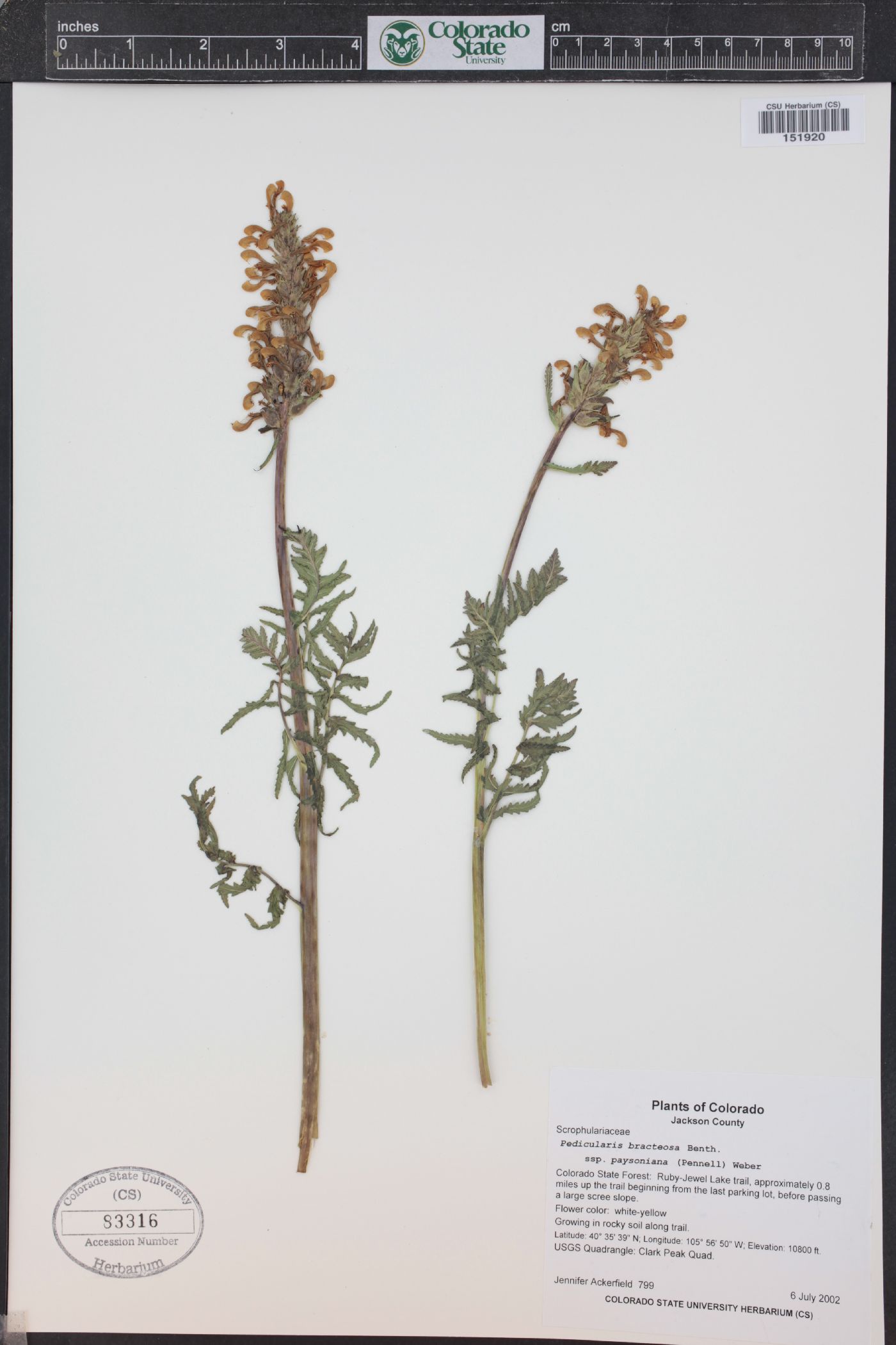 Pedicularis bracteosa var. paysoniana image