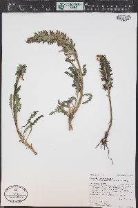 Pedicularis canadensis subsp. fluviatilis image