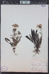 Pedicularis canadensis subsp. fluviatilis image