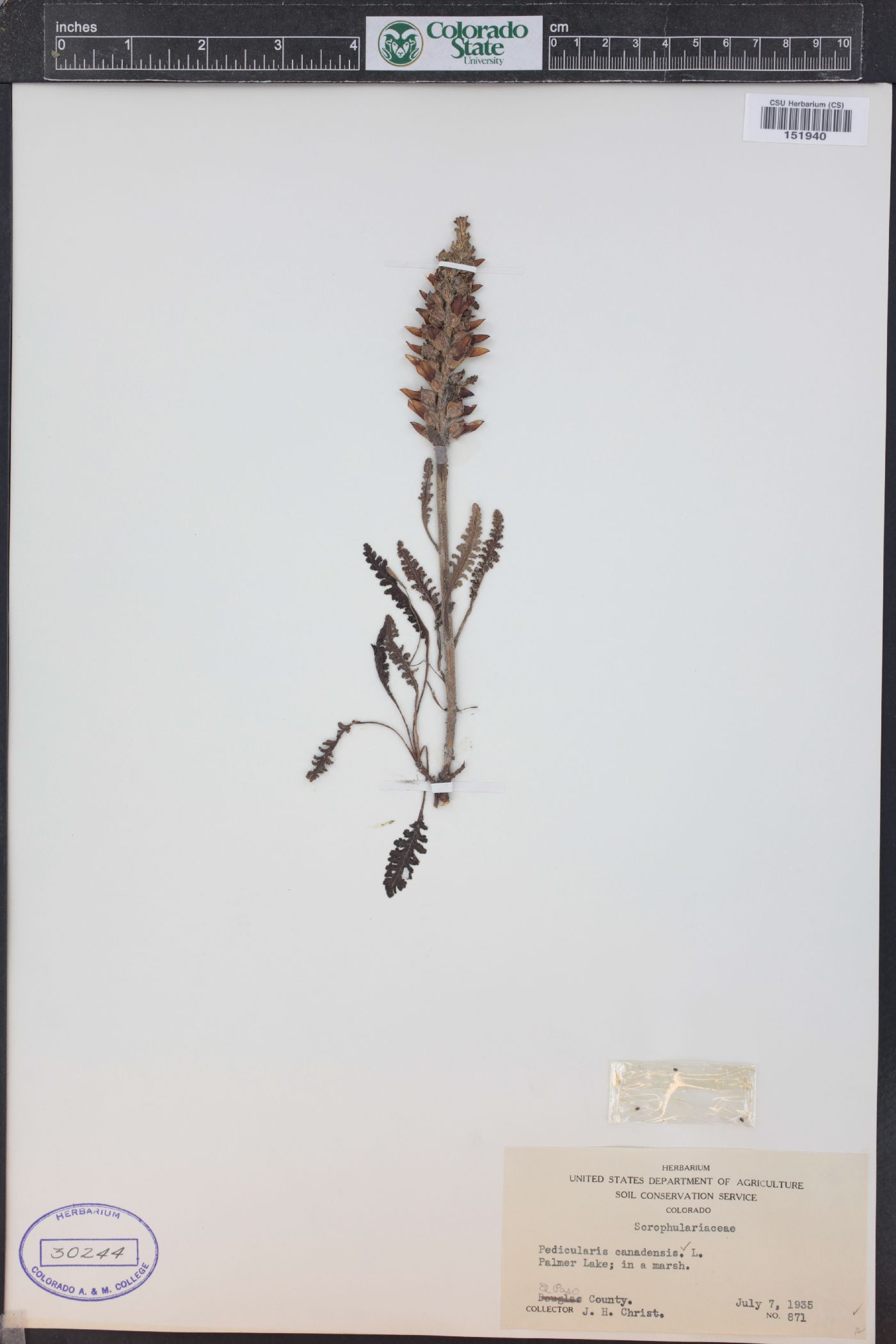 Pedicularis canadensis subsp. fluviatilis image