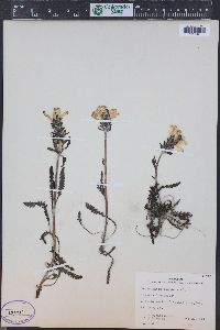 Pedicularis canadensis subsp. fluviatilis image