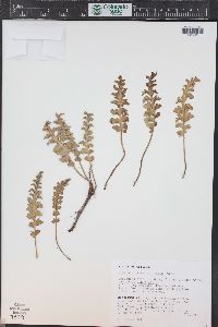 Pedicularis centranthera image