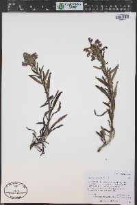 Pedicularis crenulata image