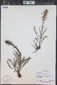 Pedicularis groenlandica image