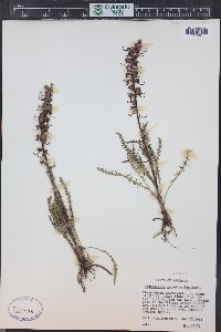 Pedicularis groenlandica image