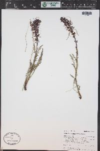 Pedicularis groenlandica image