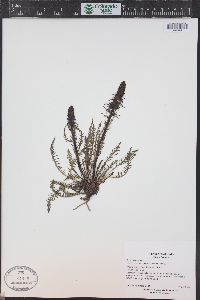 Pedicularis groenlandica image