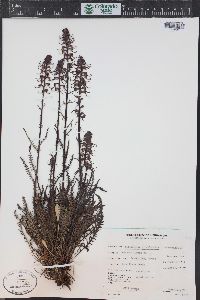 Pedicularis groenlandica image