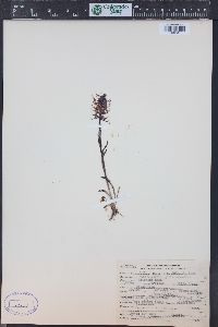 Pedicularis groenlandica image