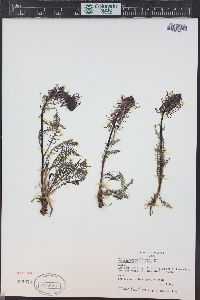 Pedicularis groenlandica image