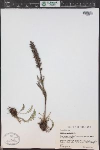 Pedicularis groenlandica image