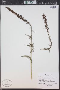 Pedicularis groenlandica image