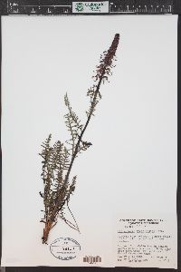 Pedicularis groenlandica image