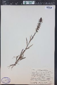 Pedicularis groenlandica image