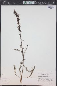 Pedicularis groenlandica image