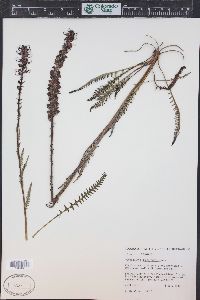 Pedicularis groenlandica image
